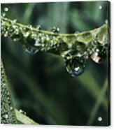 Dew To Drought 55 Acrylic Print