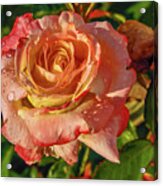 Dewey Rose Acrylic Print