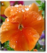 Dewy Pansy 3 Acrylic Print