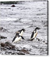 Diving Adelie Penguins, Paulet Island, Antarctica Acrylic Print