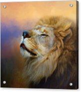 Do Lions Go To Heaven? Acrylic Print