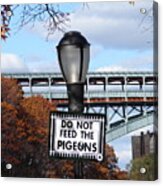 Do Not Feed The Pigeons Acrylic Print