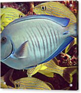 Doctorfish Acrylic Print