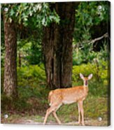 Fawn In The Woods Portrait Acrylic Print
