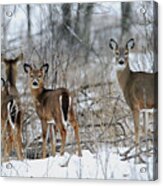 Does And Fawns Acrylic Print