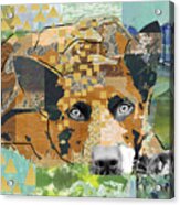 Dog Dreaming Collage Acrylic Print