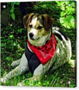 Dog In Red Scarf Acrylic Print