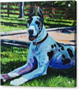 Dog Portrait Acrylic Print