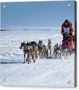 Dog Team On Iditarod Trail Acrylic Print