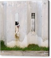 Dog Watching Acrylic Print