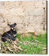 Dogs In Huancas Acrylic Print