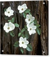 Dogwood And Redwood Acrylic Print