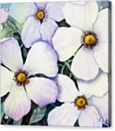 Dogwood Days Acrylic Print