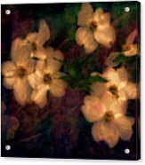 Dogwood Flowers Alight Acrylic Print