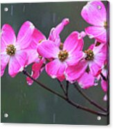 Dogwood Flowers In The Rain 0552 Acrylic Print
