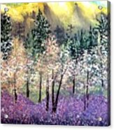 Dogwoods And Lavender Acrylic Print
