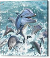 Dolphin Jump Acrylic Print