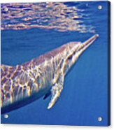 Dolphin Reflections Acrylic Print