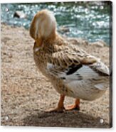 Domestic Duck Acrylic Print