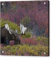 Dominant Alaska Yukon Bull Moose Acrylic Print