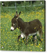 Donkey Equus Asinus Foal In Field Acrylic Print