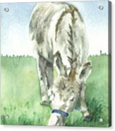 Donkey In A Pasture Acrylic Print