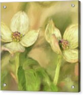 Double Dogwood Blossoms In Evening Light Acrylic Print