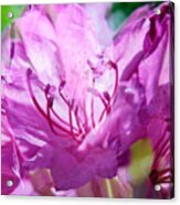 Double Magenta Rhododendron Acrylic Print