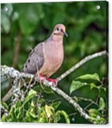 Dove On A Branch Acrylic Print