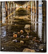 Down Under Acrylic Print