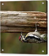 Hairy Woodpecker Acrylic Print