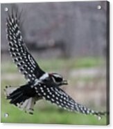 Downy Woodpecker In Flight Acrylic Print