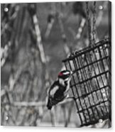 Downy Woodpecker On Suet Cage Acrylic Print
