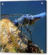 Dragon Fly Acrylic Print