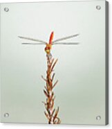 Dragonflies Acrylic Print