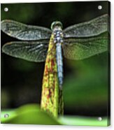 Dragonfly 1 Acrylic Print