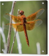 Dragonfly 10 Acrylic Print