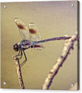 Dragonfly Art Acrylic Print