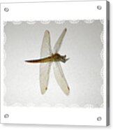 Dragonfly Collection. Image 5.5 Acrylic Print