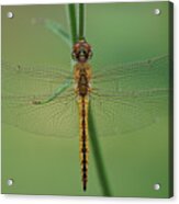 Dragonfly Gold Acrylic Print