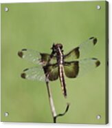 Dragonfly Acrylic Print