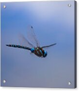 Dragonfly Acrylic Print