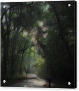 Dreaming Forest 1 Acrylic Print