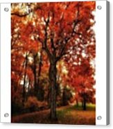 Dreamy Autumn

#autumn #hudsonvalley Acrylic Print
