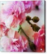 Dreamy Carnations Acrylic Print