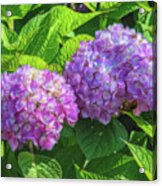 Dreamy Hydrangeas Acrylic Print