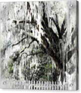 Dreamy Southern Oak Tree Acrylic Print