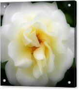 Dreamy White Rose Acrylic Print