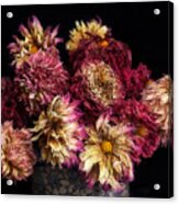 Dried Dahlias From The Garden Acrylic Print