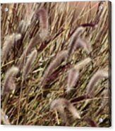 Dried Grasses In Burgundy And Toasted Wheat Acrylic Print